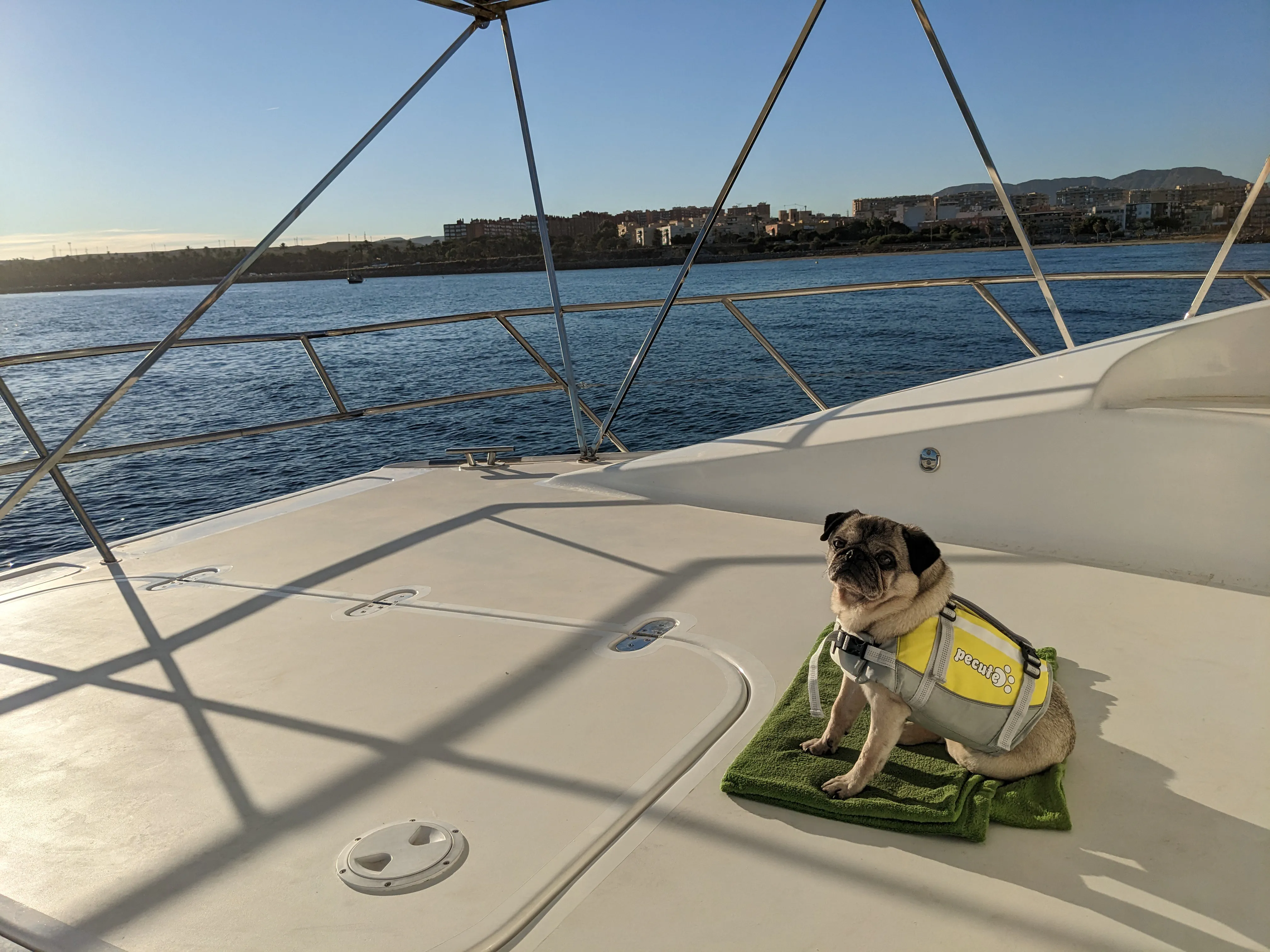 BigBoy on the Sundeck BigBoy on the sundeck wearing his lifejacket