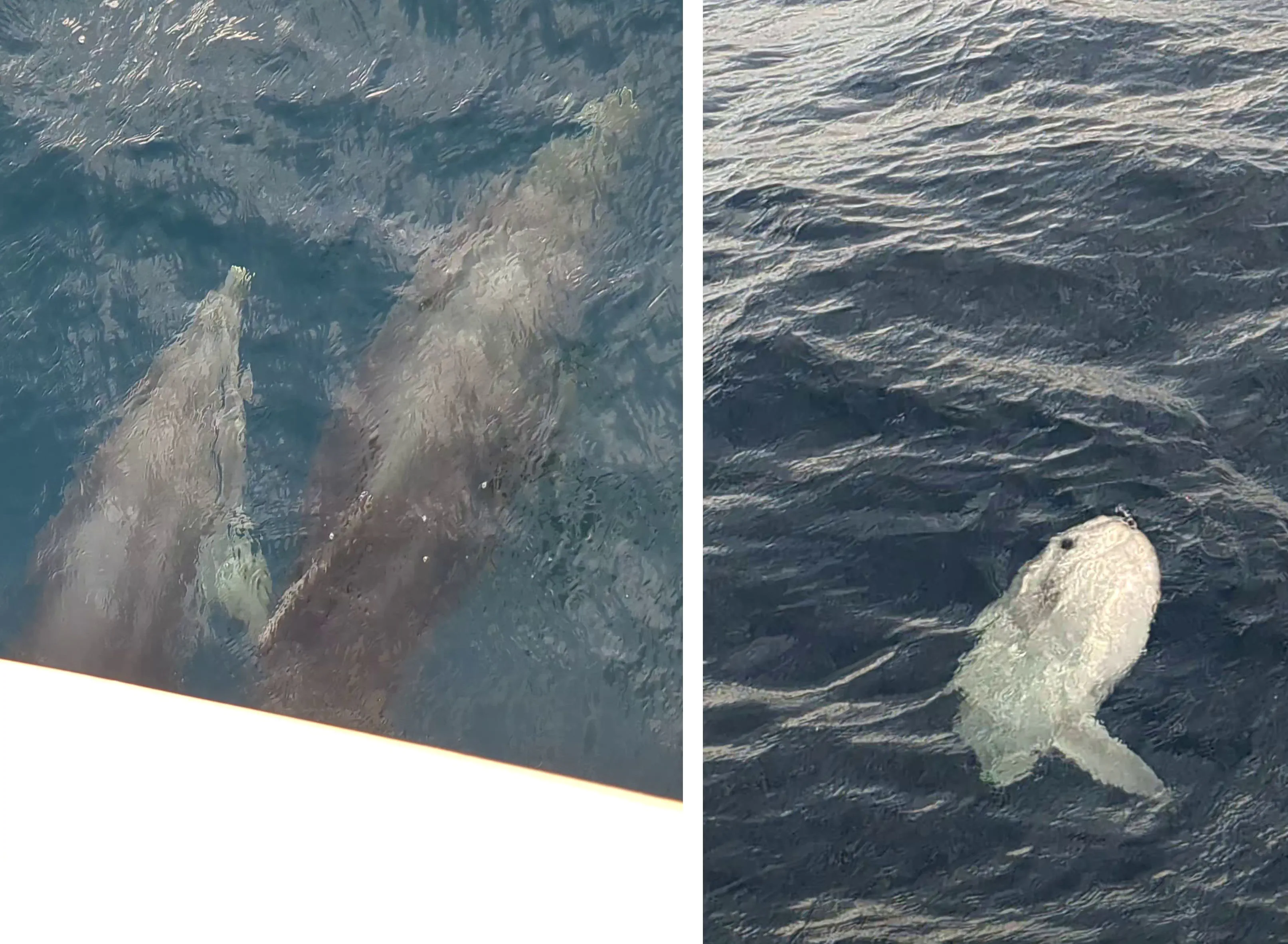 Dolphins and Mola Mola