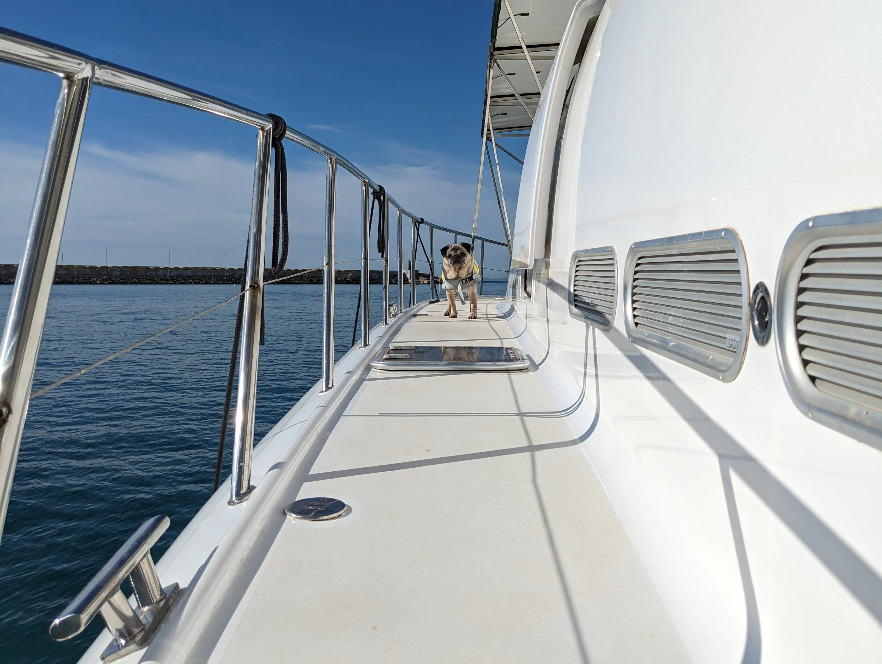 BigBoy Enjoying the Passage BigBoy the pug on deck wearing a lifejacket